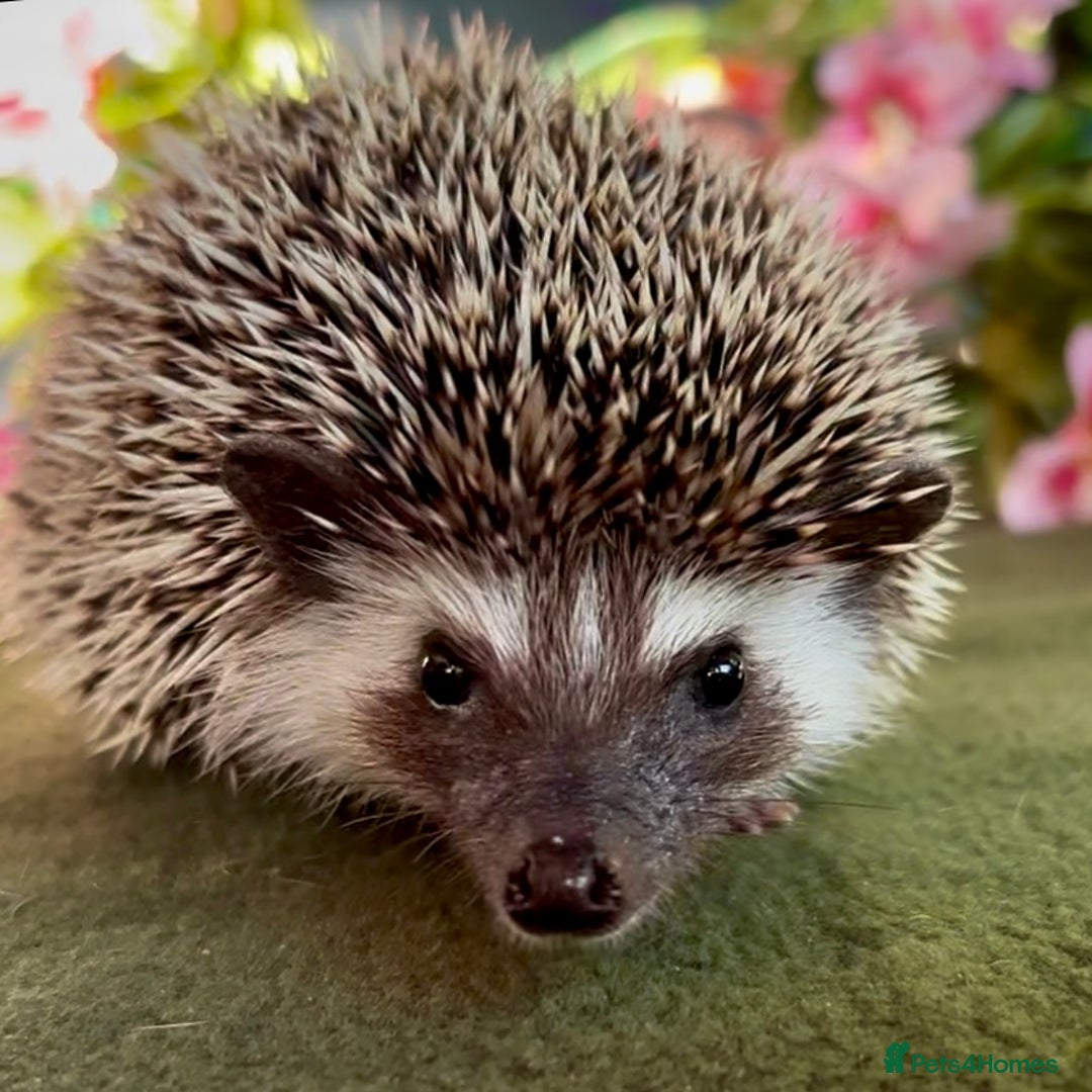 Pygmy Hedgehog rodents for sale: African Pygmy Hedgehog Ethically bred Girl 2 Boys  - Image 4
