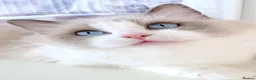 Ragdoll cats for sale: INDOOR FULL PEDIGREE 4 YEARS RAGDOLL FEMALE CAT - Advert 3