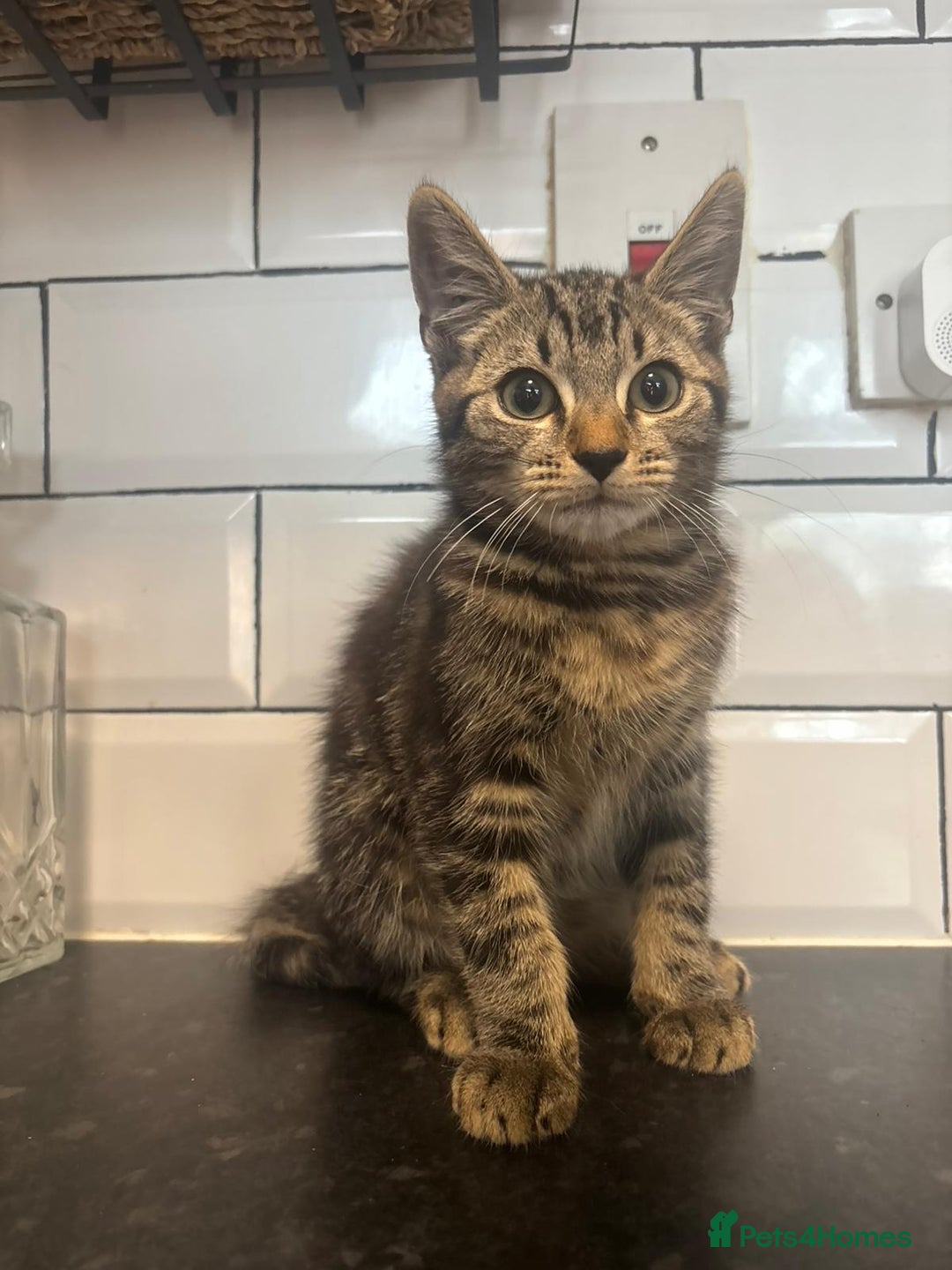 Mixed Breed cats for sale: Kittens  - Image 4