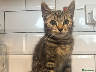 Mixed Breed cats - Advert 8