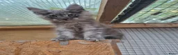 Maine Coon cats for sale: Amazing Maine Coon boys  - Advert 10