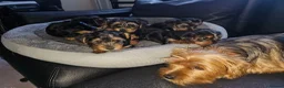 Yorkshire Terrier dogs for sale: 🐶 💖Pedigree Yorkshire Terrier Puppies💖 🐶 - Advert 5