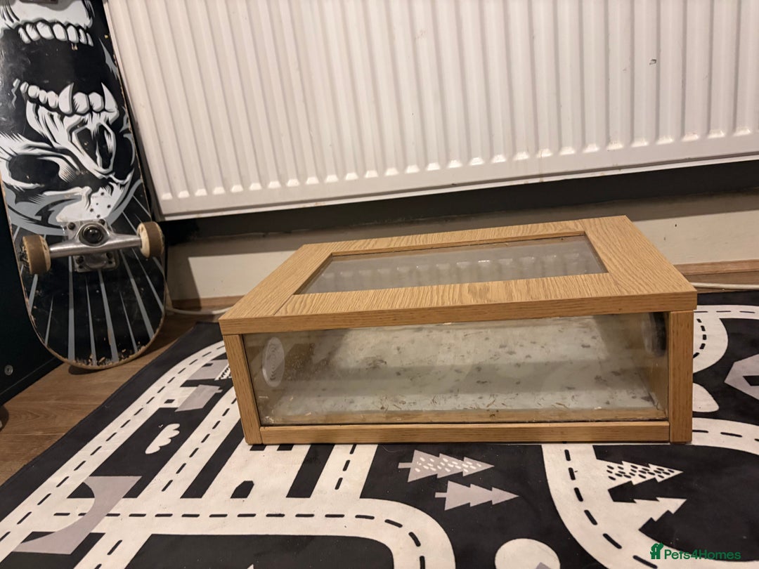 King Snake reptiles for sale: Male california king snake  - Advert 3