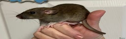 Rat rodents for sale: Beautiful tame fancy rats & mice - Advert 12