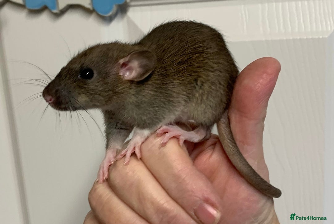 Rat rodents for sale: Beautiful tame fancy rats & mice - Advert 12