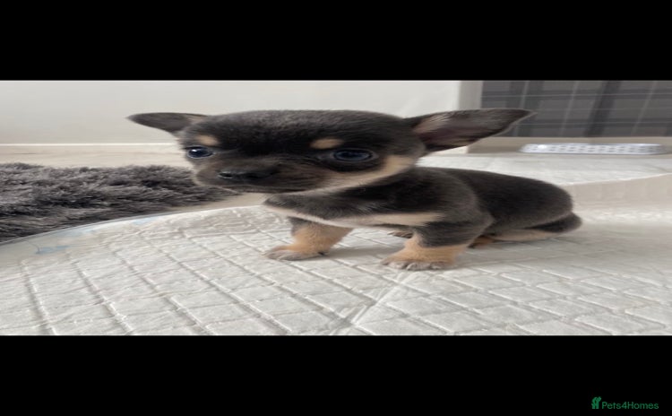 Chihuahua dogs X7 chihuahua puppies  - Advert 15