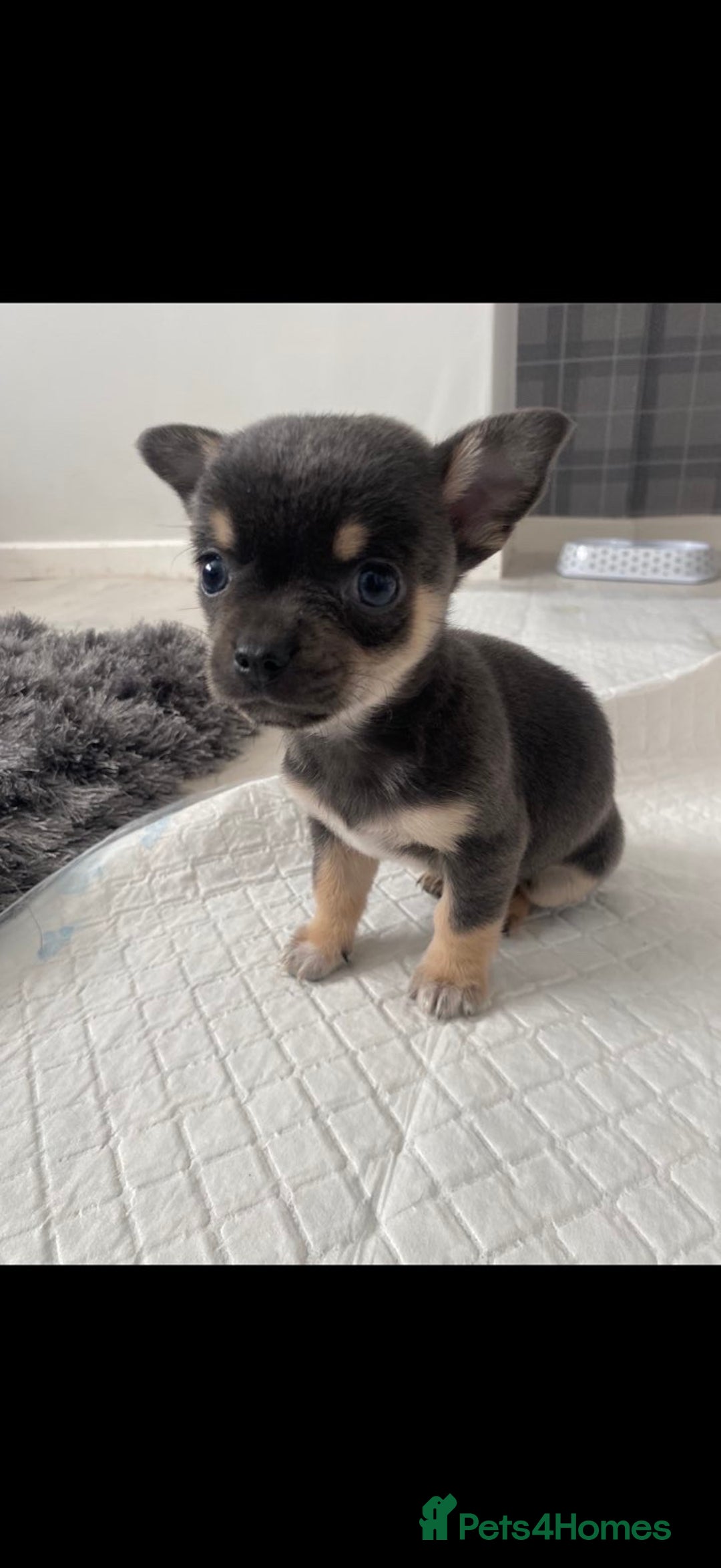 Chihuahua dogs for sale: X7 chihuahua puppies  - Advert 1