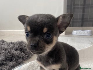 Chihuahua dogs X7 chihuahua puppies - Advert 5