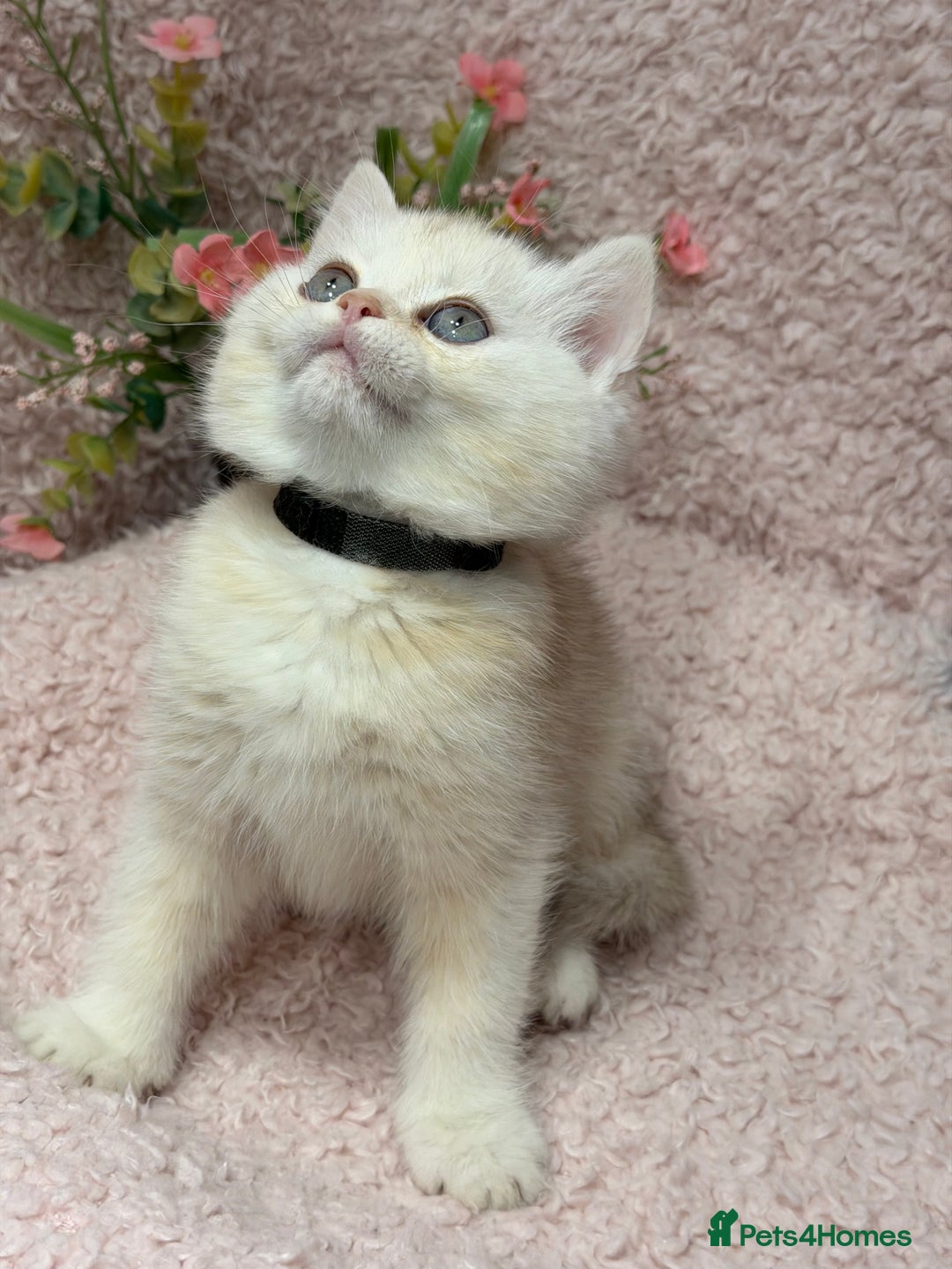 British Shorthair cats for sale: British shh golden, silver  GCCF kittens  - Advert 30