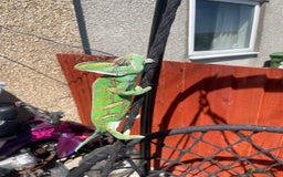 Chameleon reptiles for sale: Yemen Chameleon  - Image 5