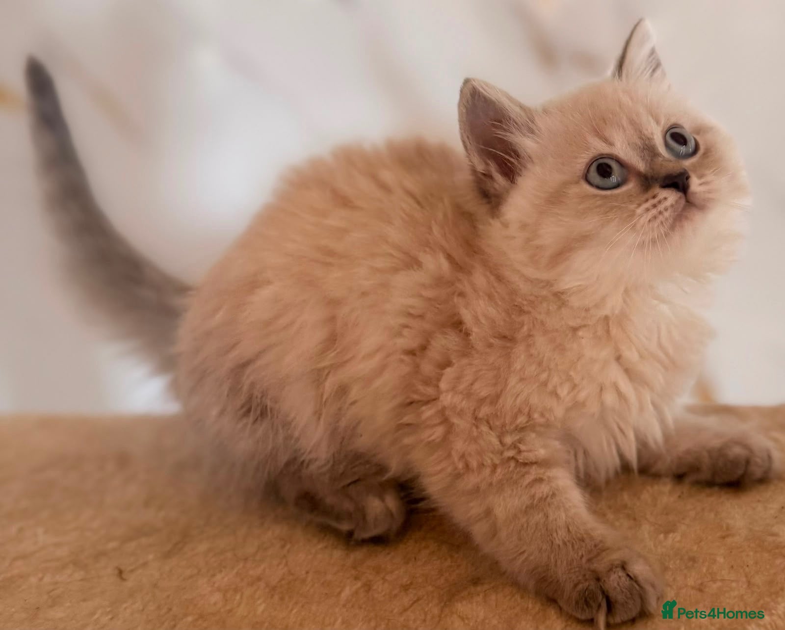 British Longhair cats Top quality BLH kittens new lines! - Advert 2