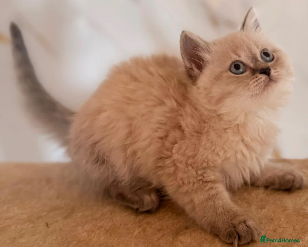 British Longhair cats for sale: Top quality BLH kittens new lines! in Rushden - Advert 2