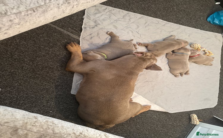 American Bully dogs - Advert 3