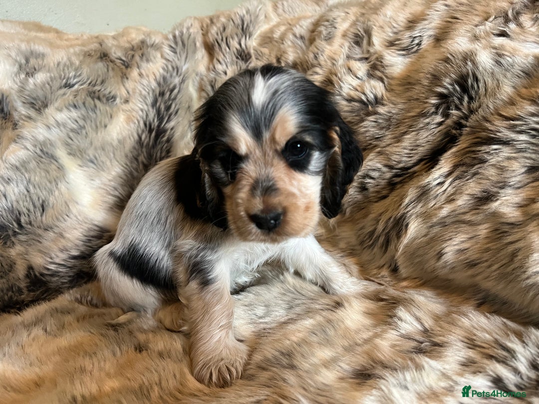 Cocker Spaniel dogs for sale: KC SHOW COCKERS - EXTENSIVE HEALTH TEST PARENTS - Advert 3