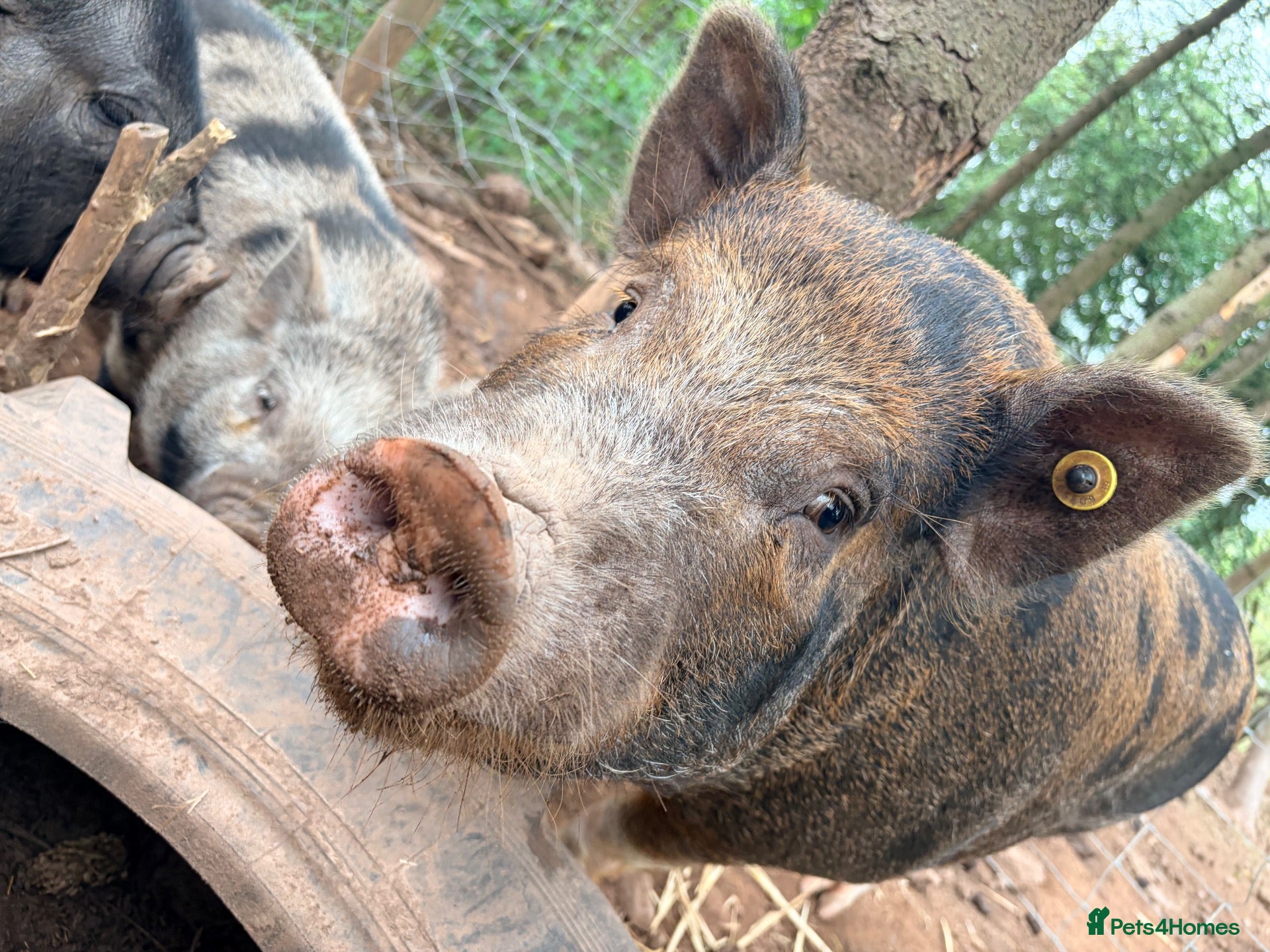 Pig livestock 1 x kunekune x Proven Boar - Advert 2