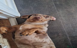 Miniature Dachshund dogs for sale: Miniature Dachshund  - Advert 1