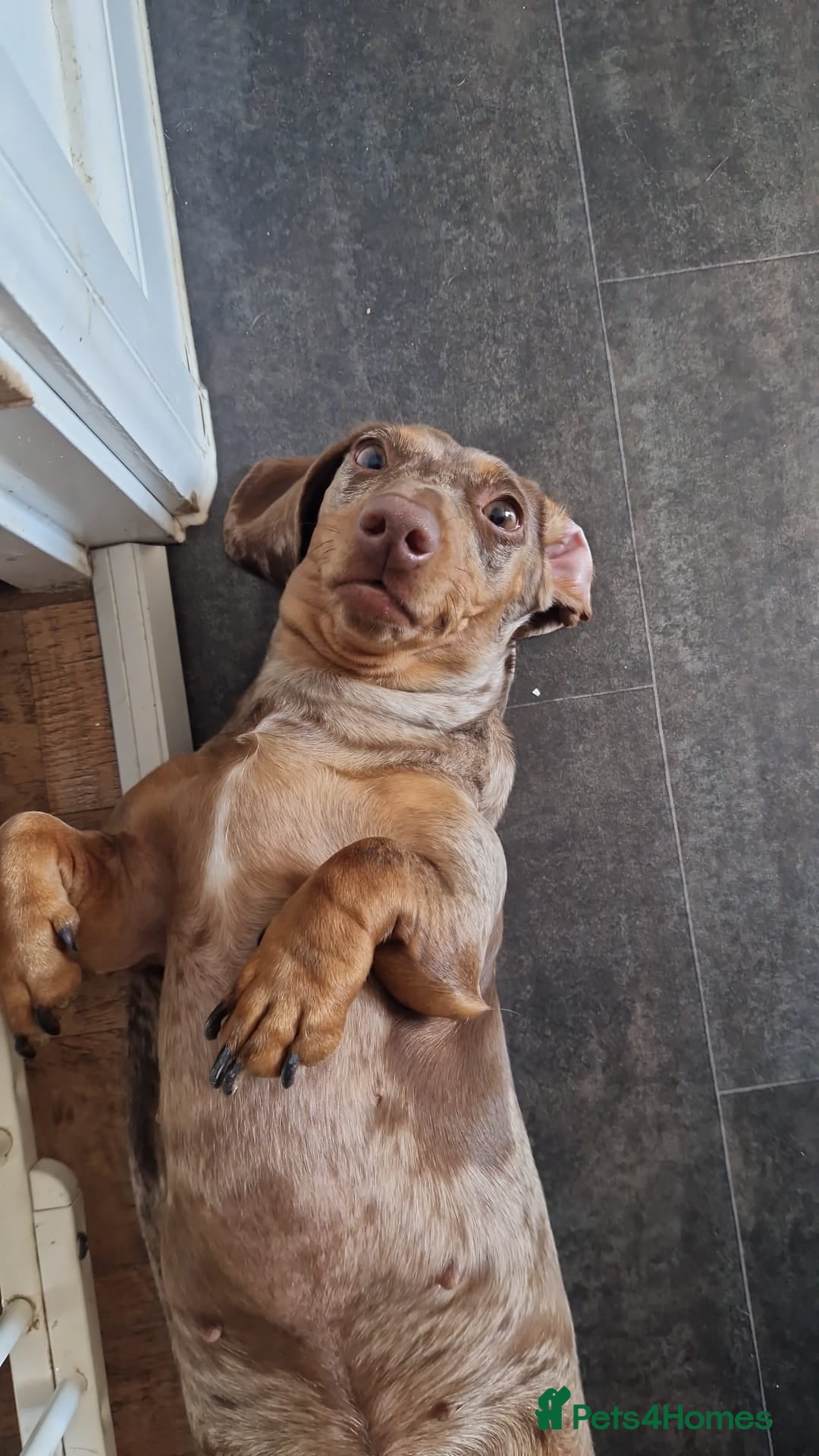 Miniature Dachshund dogs for sale: Miniature Dachshund  - Advert 1