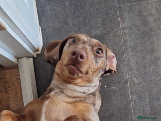 Miniature Dachshund dogs Miniature Dachshund - Advert 1