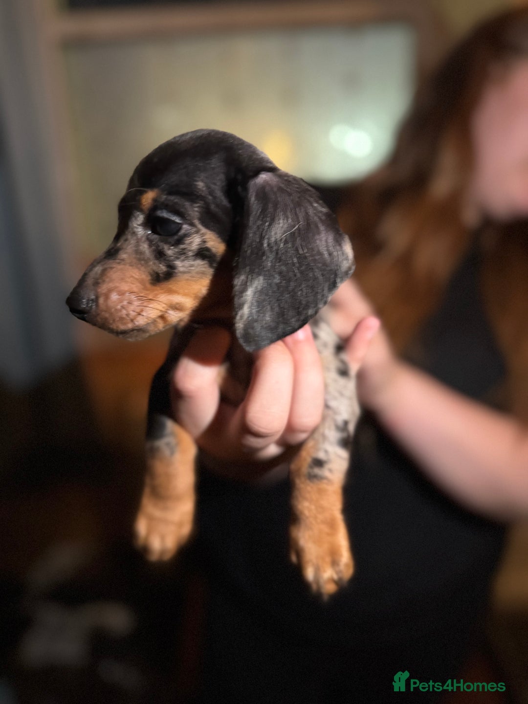 Miniature Dachshund dogs for sale: 🌟ONE LEFT🌟 Beautiful mini Dachshund puppies 🥰 - Image 3