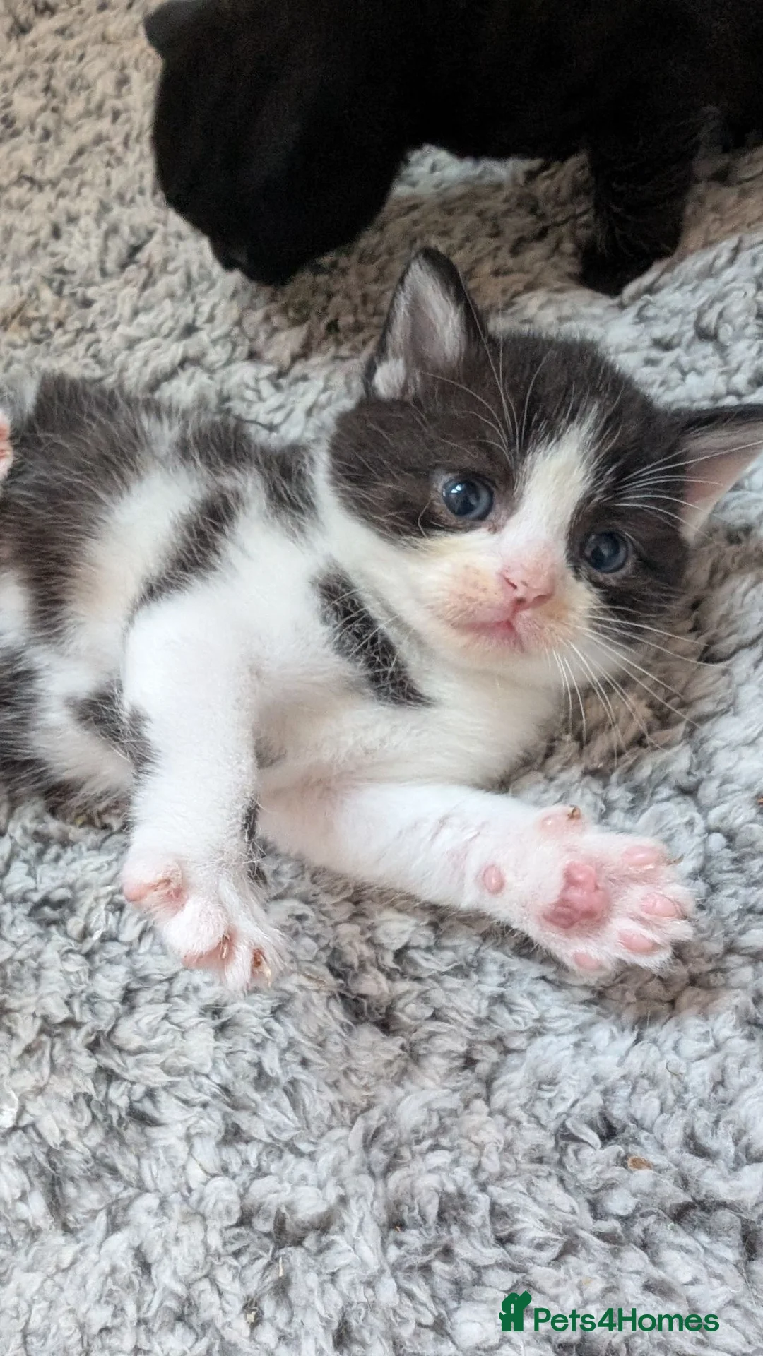 Mixed Breed cats for sale: Six half British shorthair kittens  in Cardiff - Advert 1