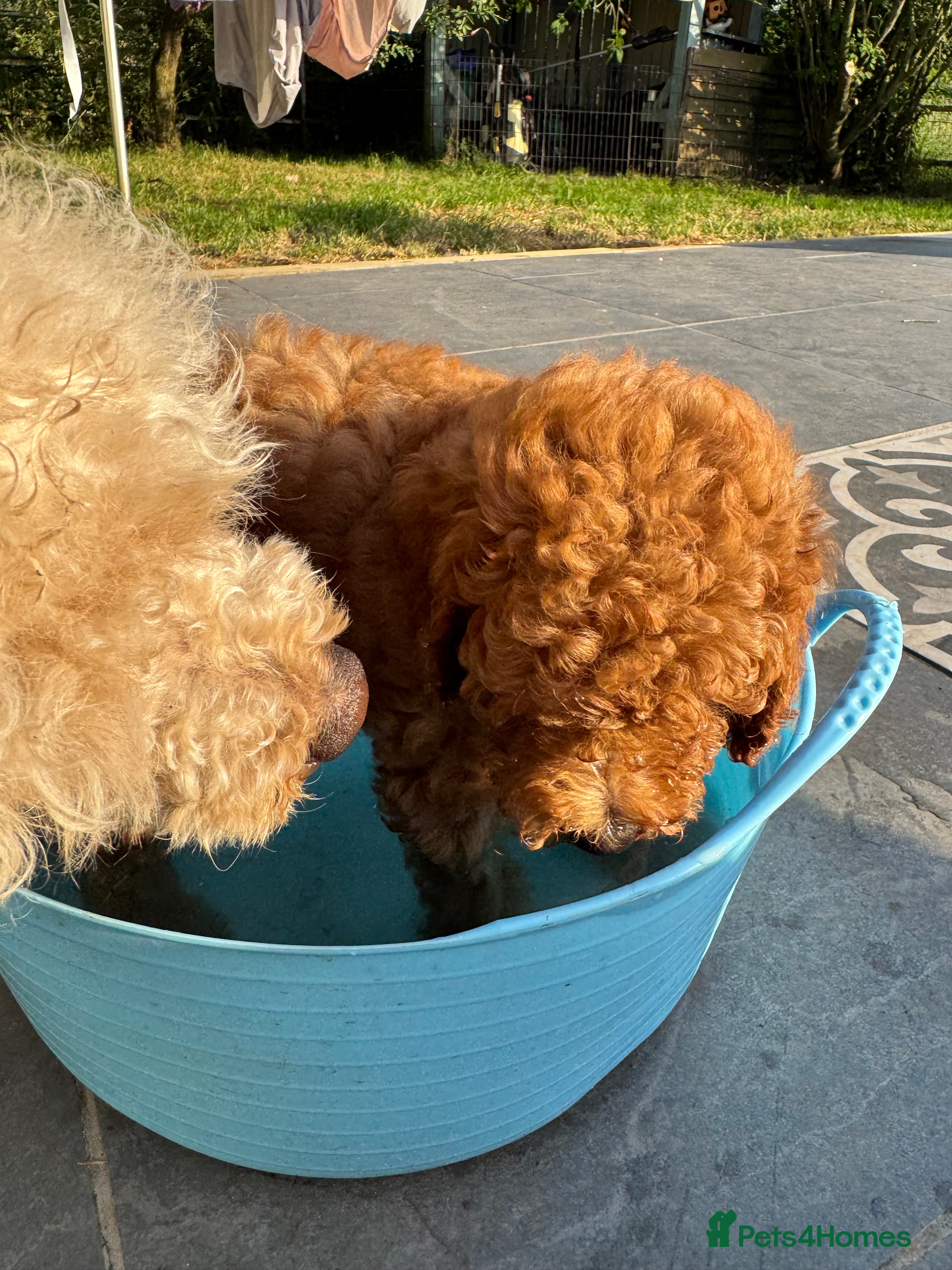 Miniature Poodle dogs Miniature Poodle puppies. Health tested parents!  - Advert 2