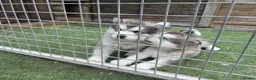 Alaskan Malamute dogs for sale: Pure bred Alaskan malamute puppies for sale £1200 - Advert 3