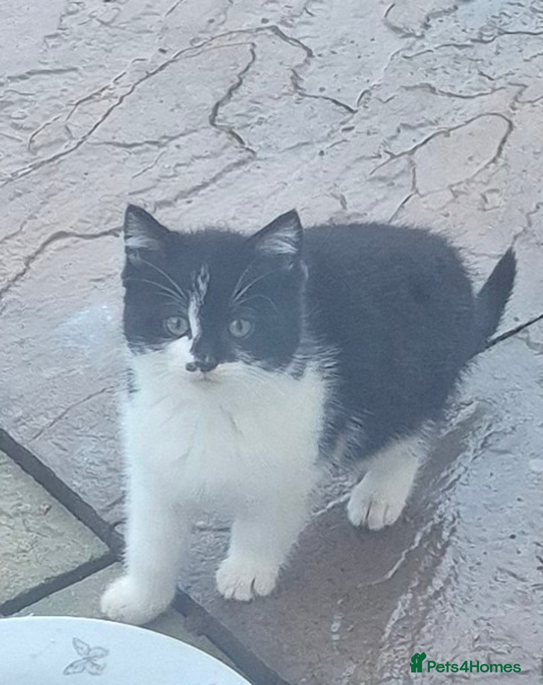 Mixed Breed cats for sale: Kittens  - Advert 2