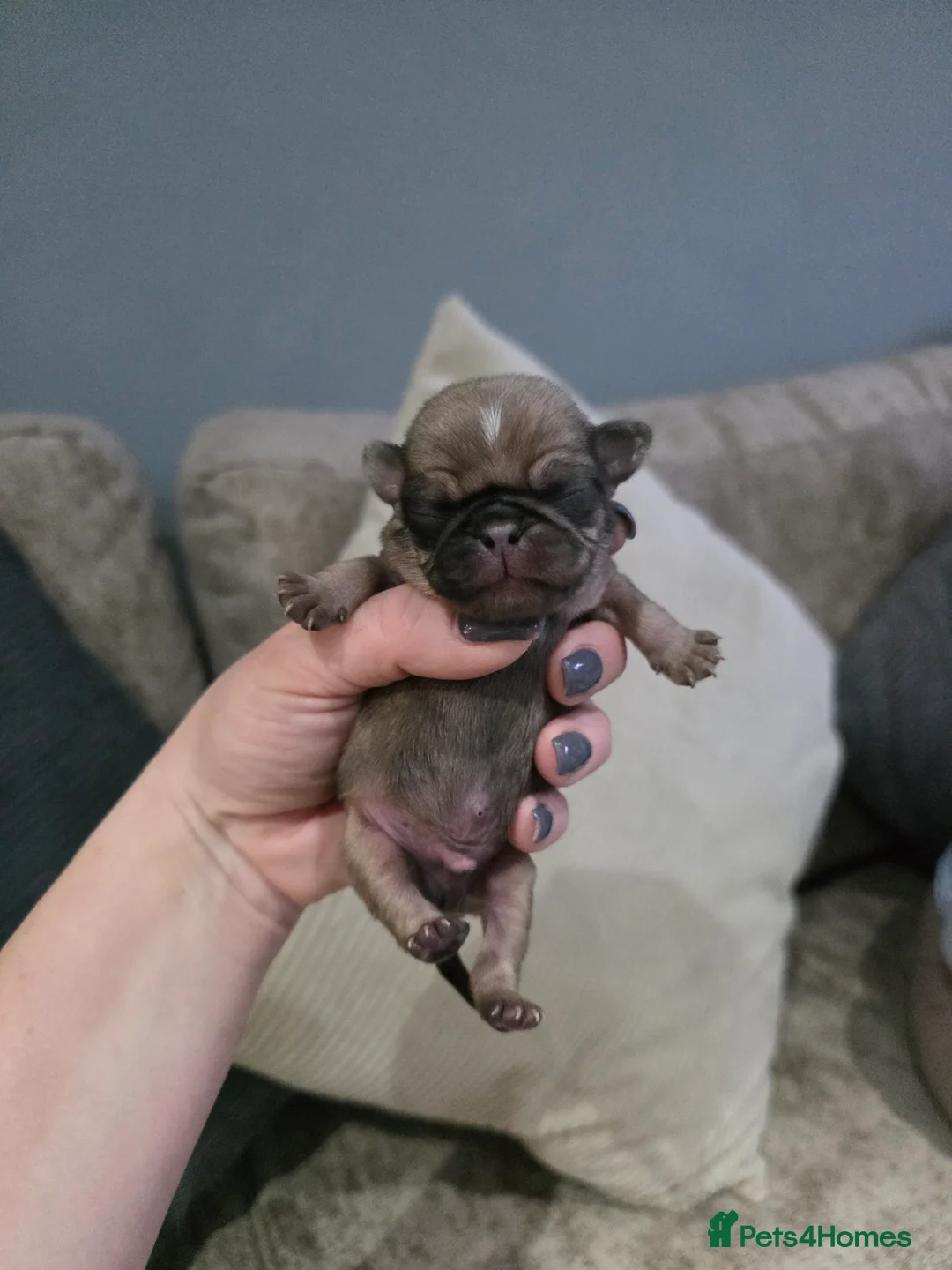 Pug dogs for sale: 4 baby males pugs for sale - Advert 5