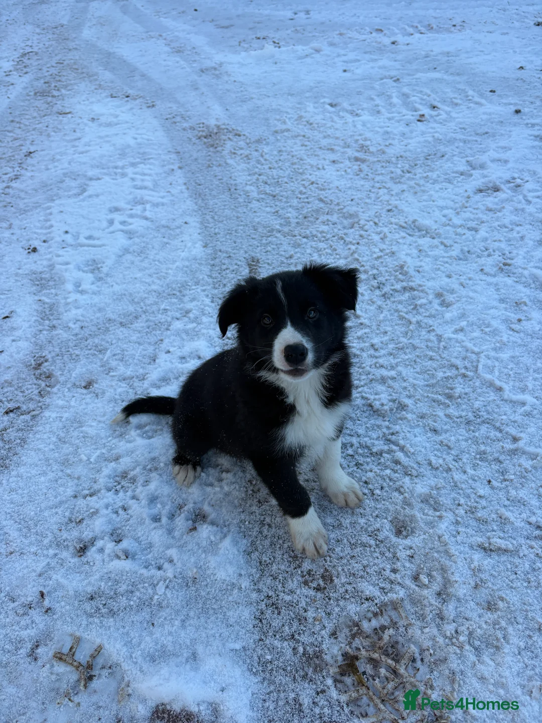 Border Collie dogs for sale: Beautiful Collie Pups - Ready for  **  - £895 - Advert 2