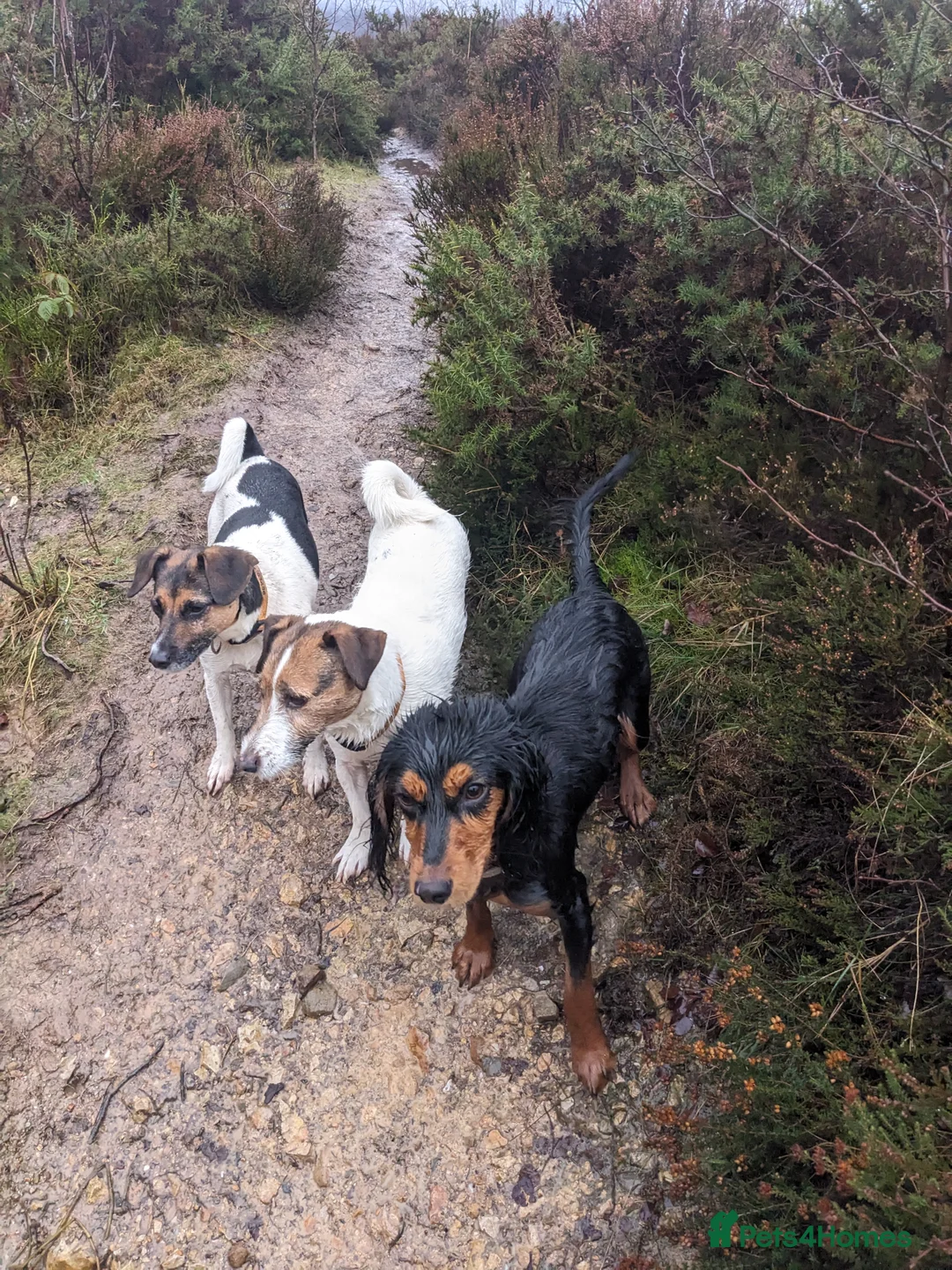 Cocker Spaniel dogs for sale: Stunning Working Cocker - Advert 4