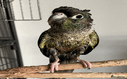 Conures birds for sale: Green Cheek Conure  - Advert 3