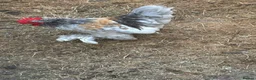 Chickens poultry for sale: Rooster for rehoming  in Littlehampton - Advert 2