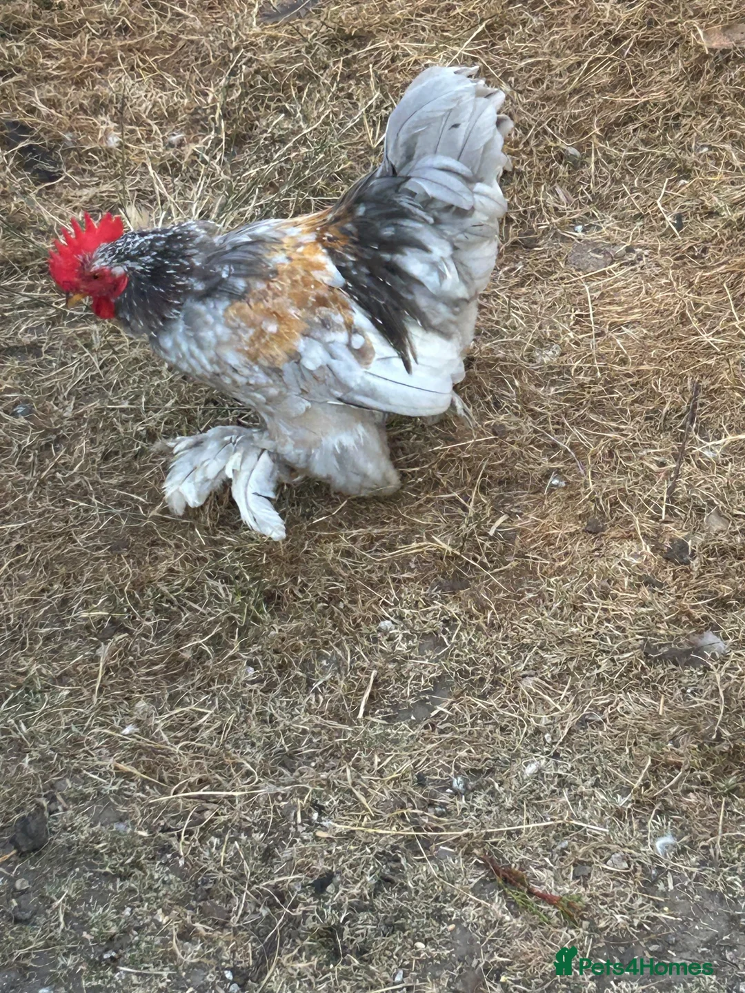 Chickens poultry for sale: Rooster for rehoming  in Littlehampton - Advert 2