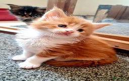 Maine Coon cats for sale: Mainecoon Kittens available  - Image 11