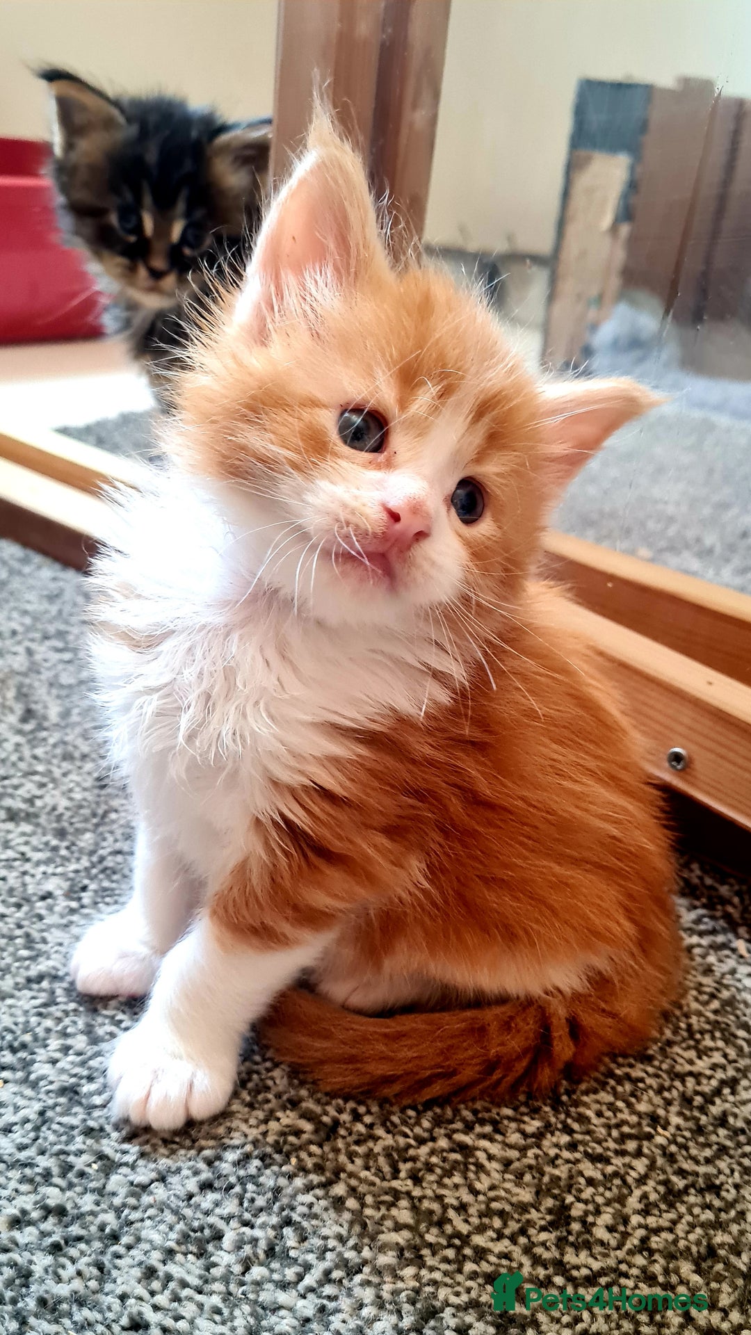 Maine Coon cats for sale: Mainecoon Kittens available  - Image 11