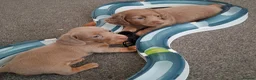 Miniature Dachshund dogs for sale: Miniature Dachshund  - Advert 7