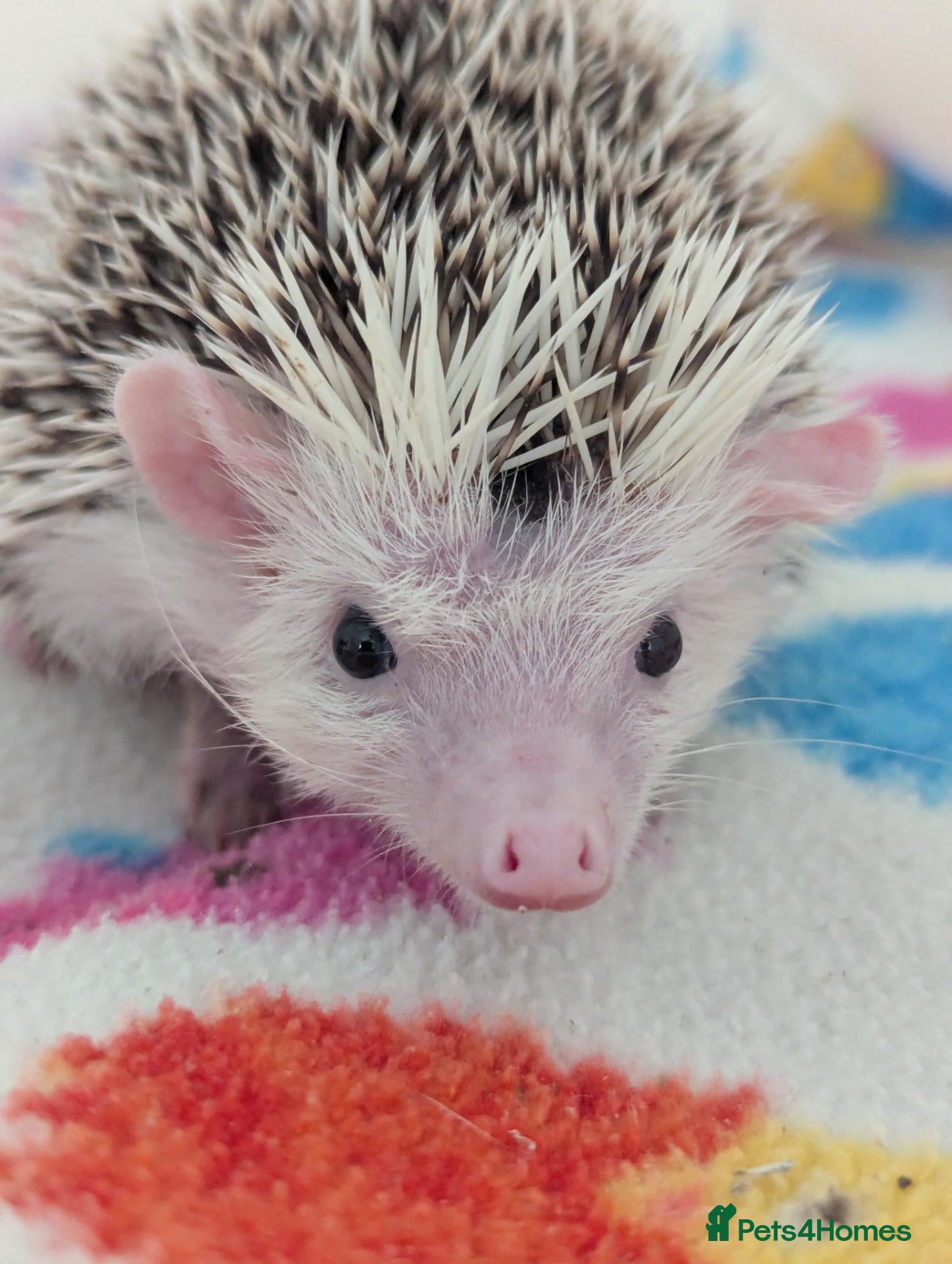 Pygmy Hedgehog rodents 10 Week Old Baby Hoglets REDUCED TO £220 - Advert 2