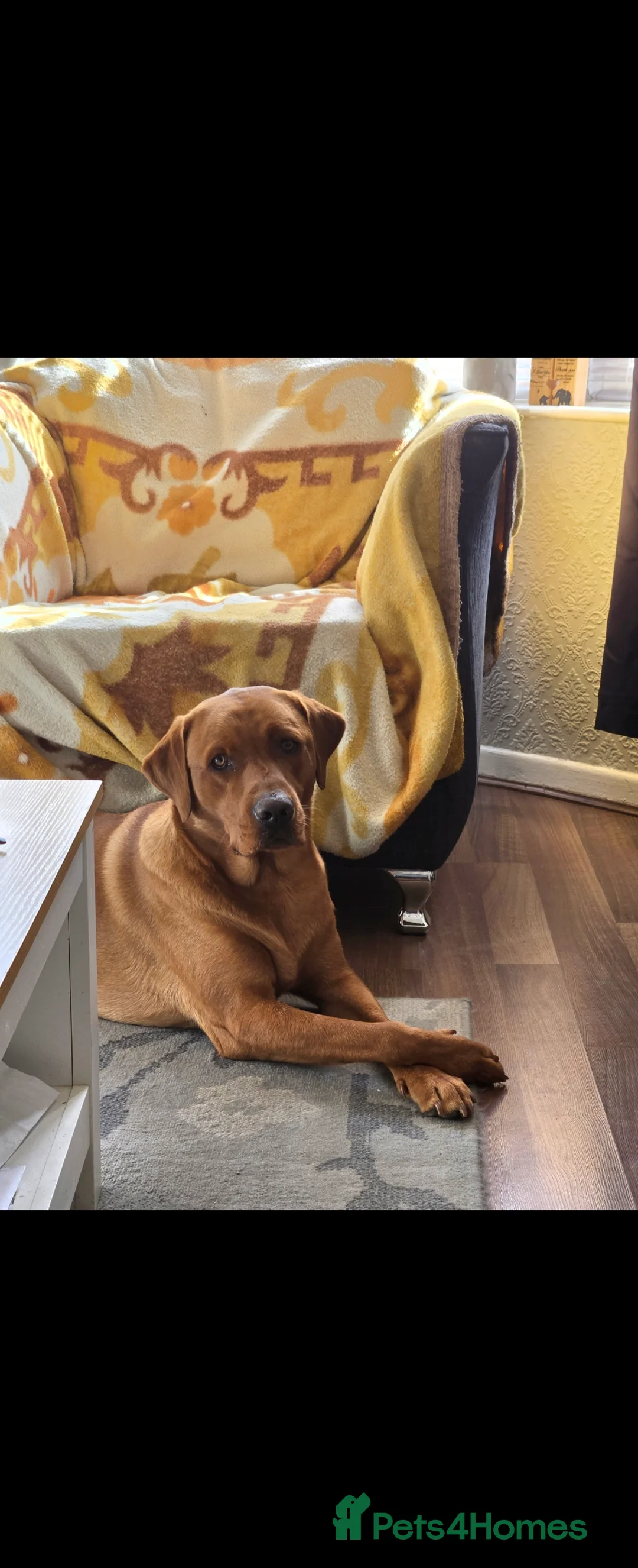 Labrador Retriever dogs for stud: Fox red labrador for stud - Advert 7