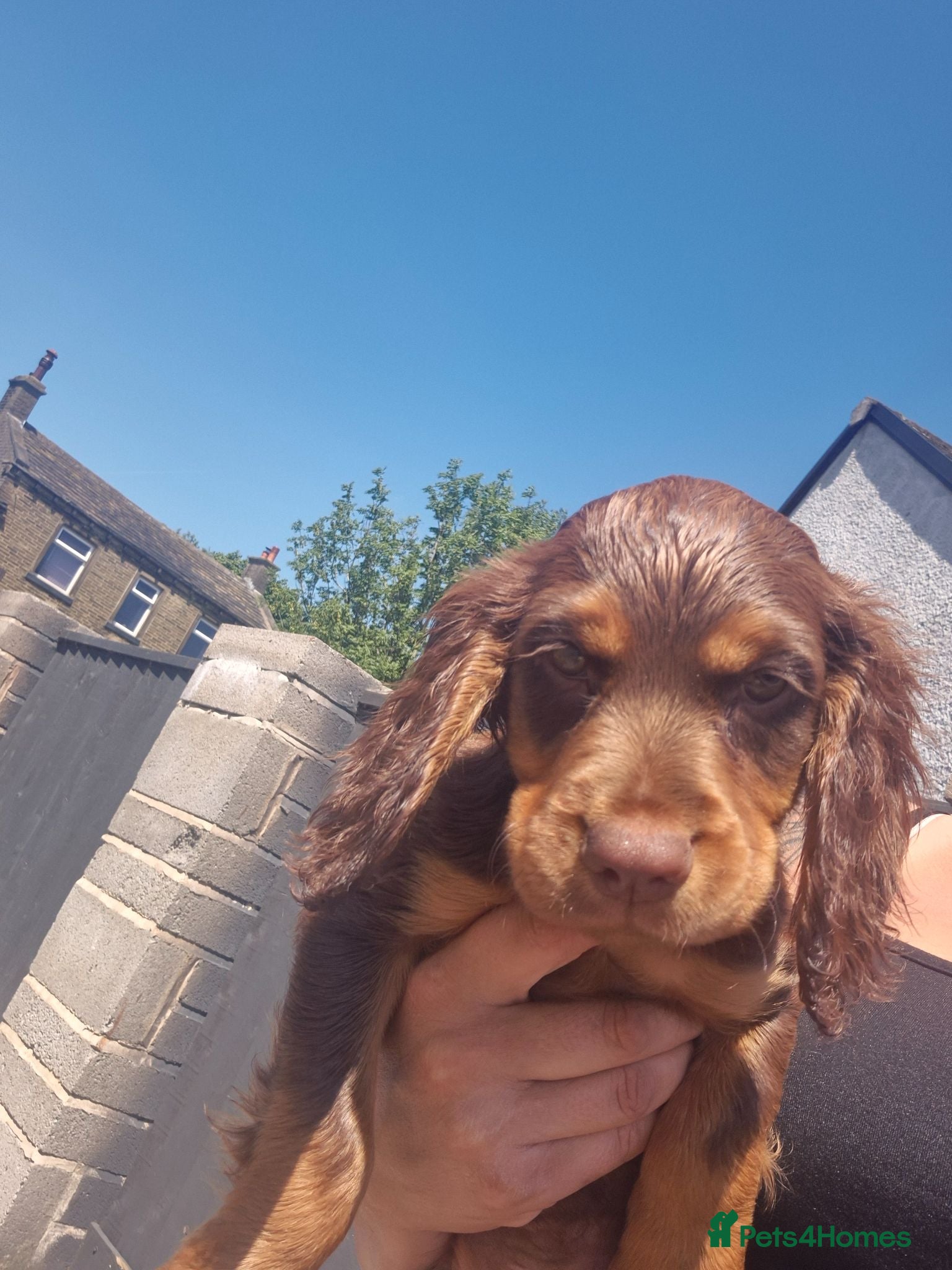 Cocker Spaniel dogs Working cocker pups - Advert 1
