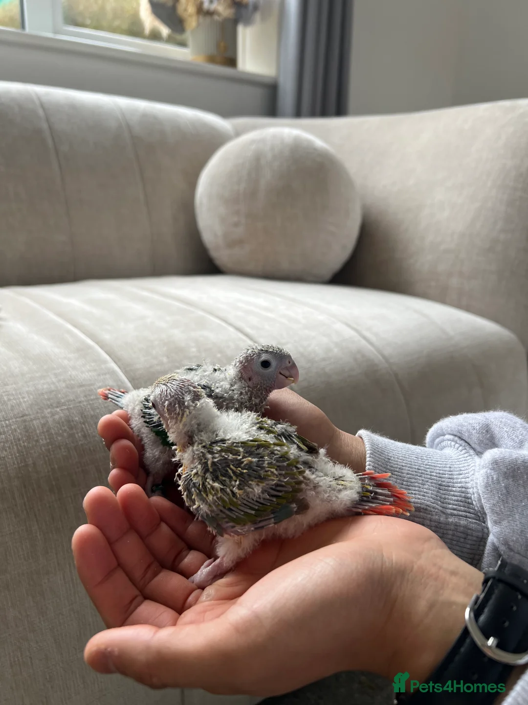 Conures birds for sale: Stunning Pineapple Conure Chicks - Advert 2