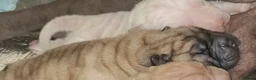 Shar Pei dogs for sale: 5 sharpei pups. Mixture of colours and coats - Advert 4