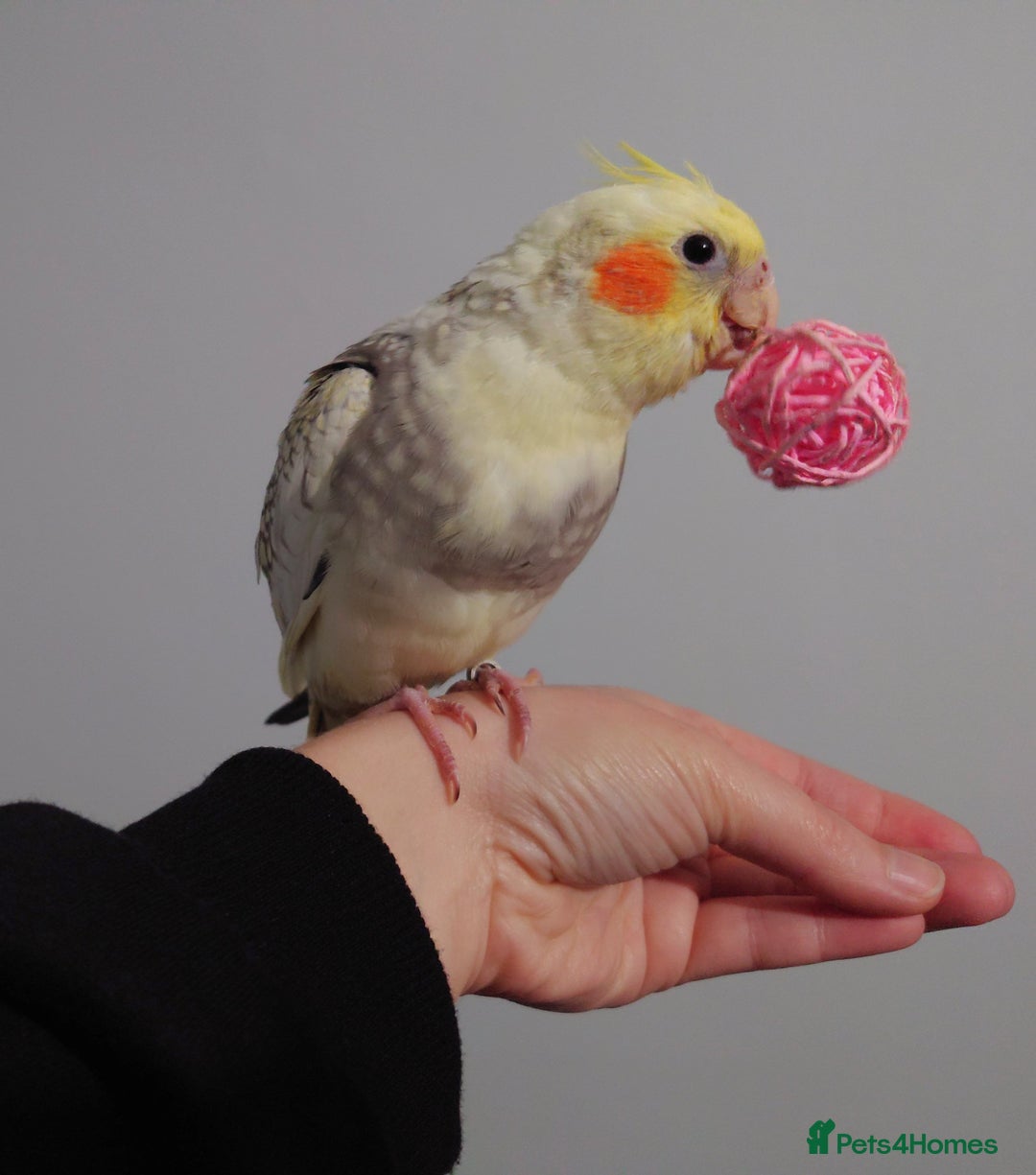 Cockatiels birds for sale: Hand reared silly tame DNA sexed baby cockatiels  - Image 10