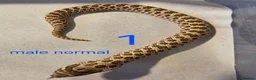 Snake reptiles for sale: Western hognoses babies - Advert 10