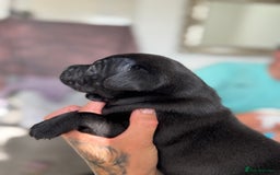 Staffordshire Bull Terrier dogs for sale: Quality Black to blue Staffordshire bull terrier - Image 12