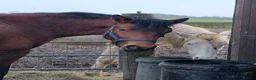 Connemara horses for sale: Connemara stallion/colt - Advert 6