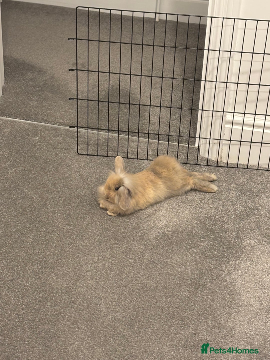 Mini Lop rabbits for sale: 13 week old male lop for sale - Advert 5