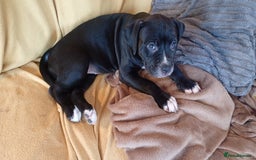 Mixed Breed dogs for sale: AMERICAN BULLDOG X ROTWILLER X CANE CORSO  - Image 5