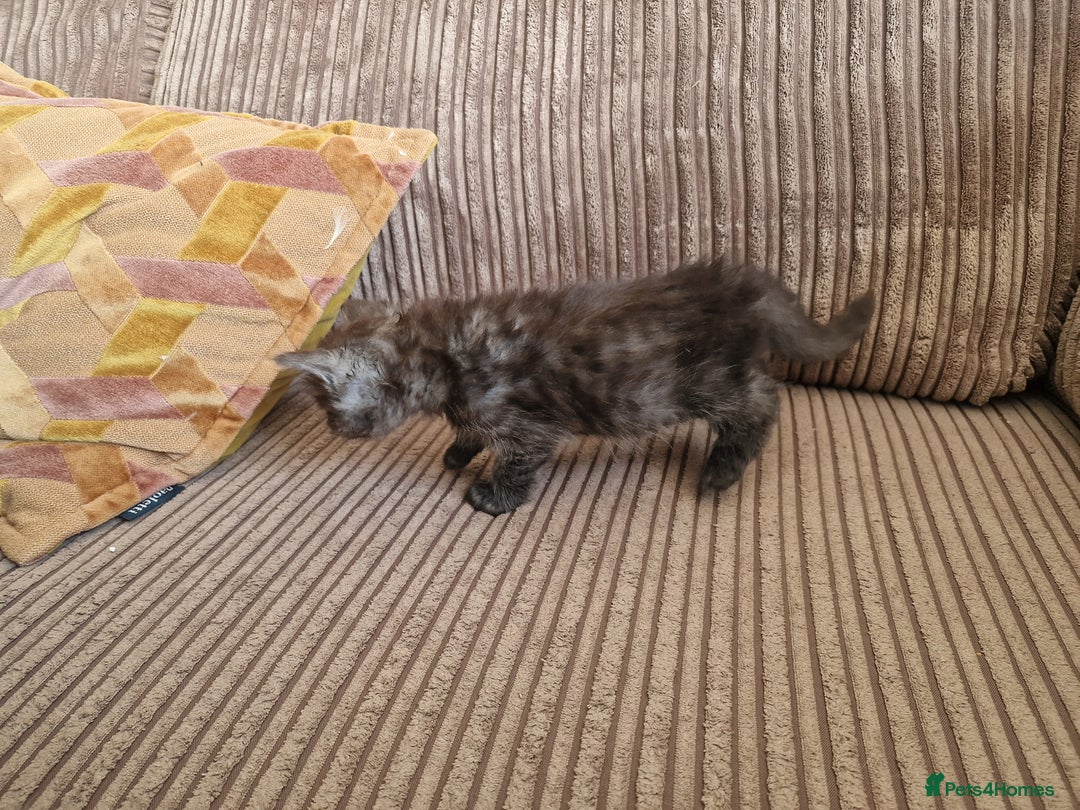 Maine Coon cats for sale: Maine coon cross - Image 7