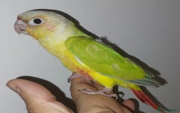 Conures birds for sale: Handrearred Conure - Image 1