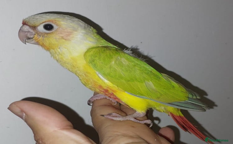 Conures birds - Advert 1